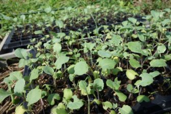 %e3%83%96%e3%83%ad%e3%83%83%e3%82%b3%e3%83%aa%e3%83%bc