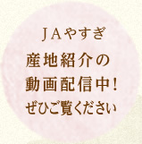 ＪＡやすぎ  産地紹介の動画配信中！ぜひご覧ください